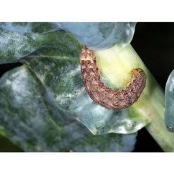 ECOstyle Aaltjes Tegen Aardrupsen -Ecostyle Winkel image 361