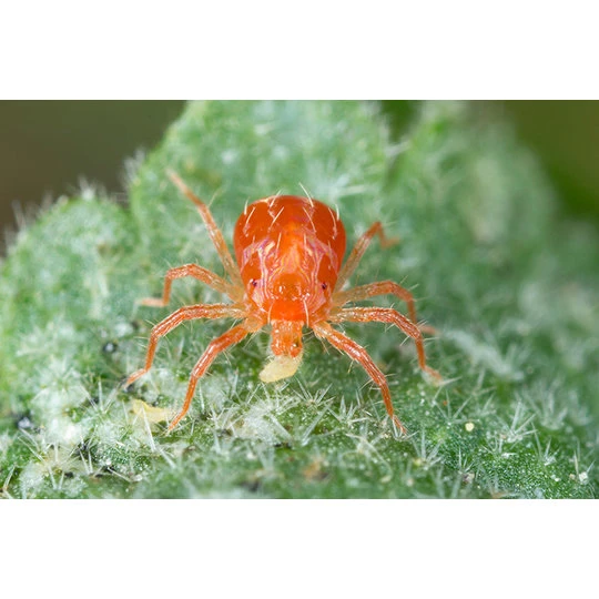 ECOstyle Roofmijt Tegen Spint 2 ECOstyle Roofmijt Tegen Spint - Afbeelding 2