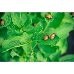 ECOstyle Aaltjes Tegen Larven Coloradokever -Ecostyle Winkel image 484