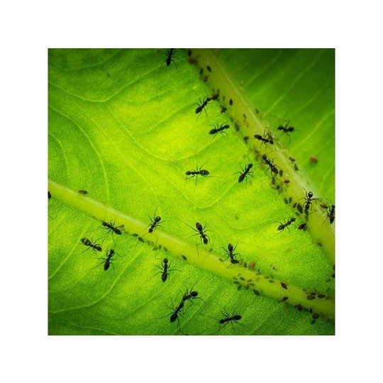 ECOstyle Aaltjes Tegen Mieren 2 ECOstyle Aaltjes Tegen Mieren - Afbeelding 2