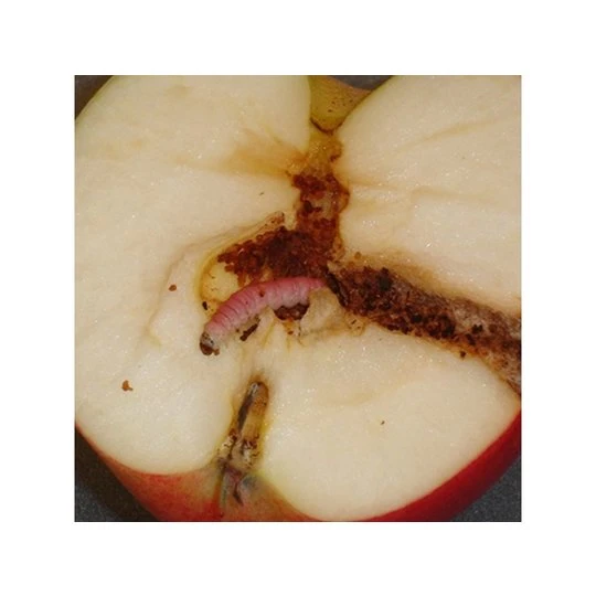 ECOstyle ECOStyle Aaltjes Tegen Larven Van De Fruitmot 2 ECOstyle ECOStyle Aaltjes Tegen Larven Van De Fruitmot - Afbeelding 2