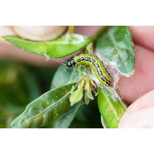 ECOstyle Aaltjes Tegen Rupsen Buxusmot 2 ECOstyle Aaltjes Tegen Rupsen Buxusmot - Afbeelding 2