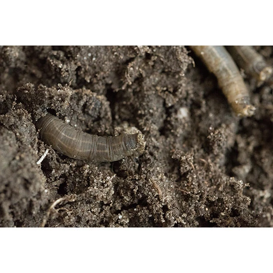 ECOstyle Aaltjes Tegen Emelten 2 ECOstyle Aaltjes Tegen Emelten - Afbeelding 2