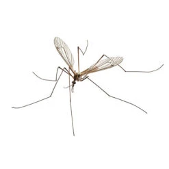 ECOstyle Aaltjes Tegen Emelten 5 ECOstyle Aaltjes Tegen Emelten -Ecostyle Winkel image 721