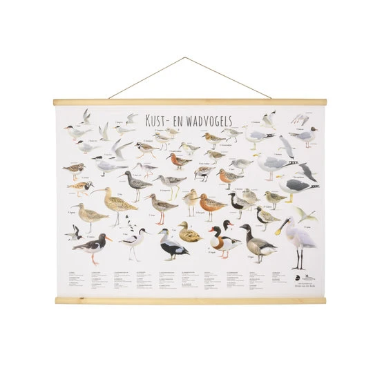 Vogelbescherming Nederland Vogelposter Waddenvogels 100 X 70 Cm 1 Vogelbescherming Nederland Vogelposter Waddenvogels 100 X 70 Cm